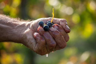 Uva nera pigliata nel pugno
