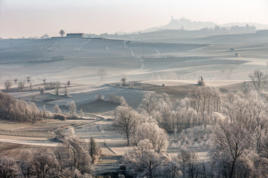 Vigneto innevato nella nebbia