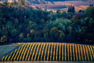 Vigneto autunnale dorato e bosco