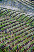 Il respiro bianco del Monferrato