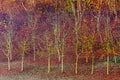 Alberi autunnali, foglie rosse