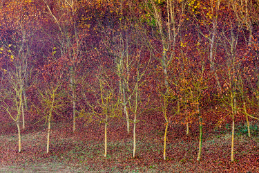 Alberi autunnali, foglie rosse