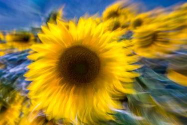 Girasoli
