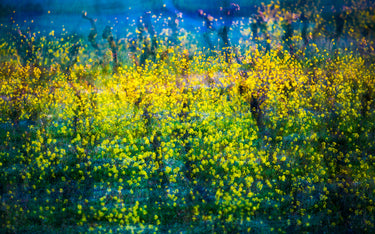 Fiori gialli (senape) nel vigneto (onirico)